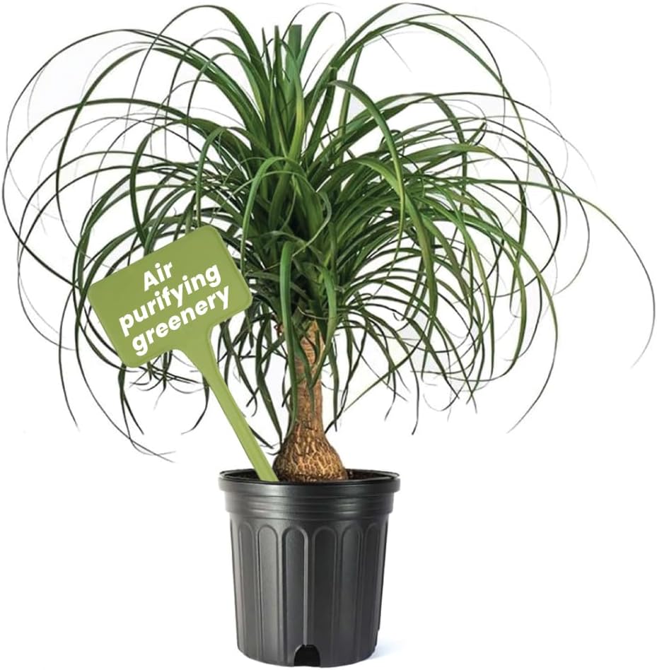 American Plant Exchange Ponytail Palm – 10-Inch Pot – Live Large Bonsai Plant, Pet Safe Indoor