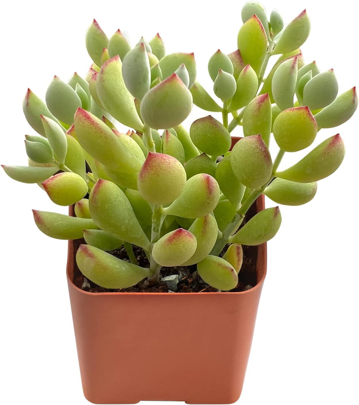 Sprout N Green Cotyledon Pendens, 1 Live Mini Succulent Plant Fully Rooted in 2in Pot, Real House