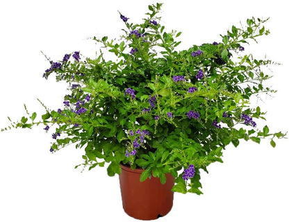Tropical Plants of Florida - Duranta Sapphire Showers - Flowering Bush Plant - Overall Height 22"