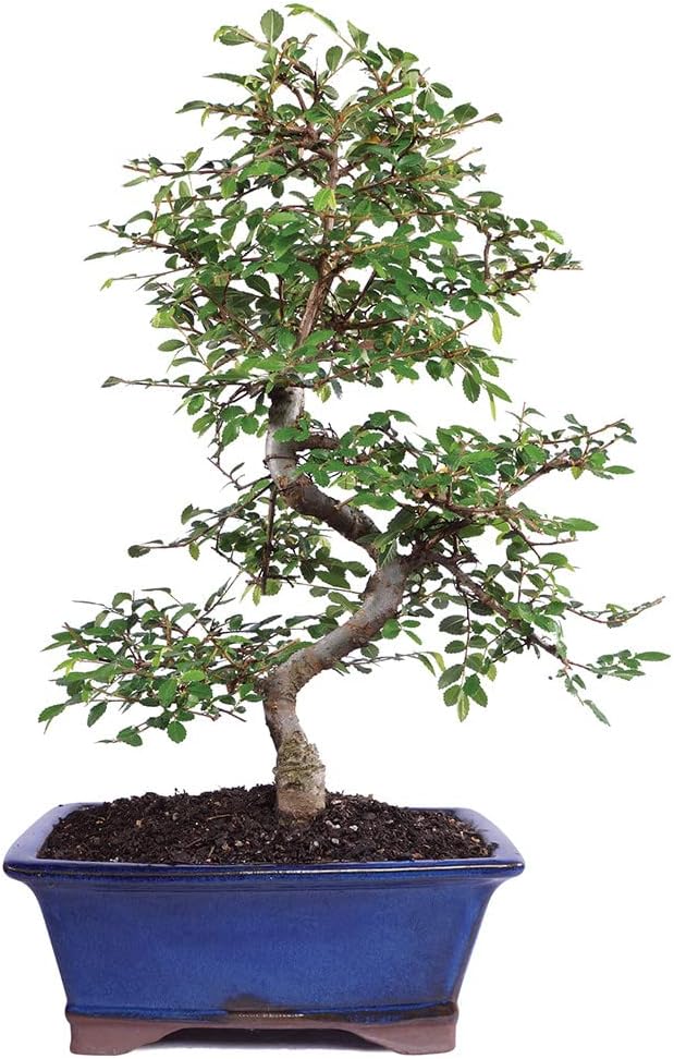 Brussel's Bonsai Live Chinese Elm Bonsai Tree, Outdoor - Medium, 7 Years Old, 8 to 10 inches Tall