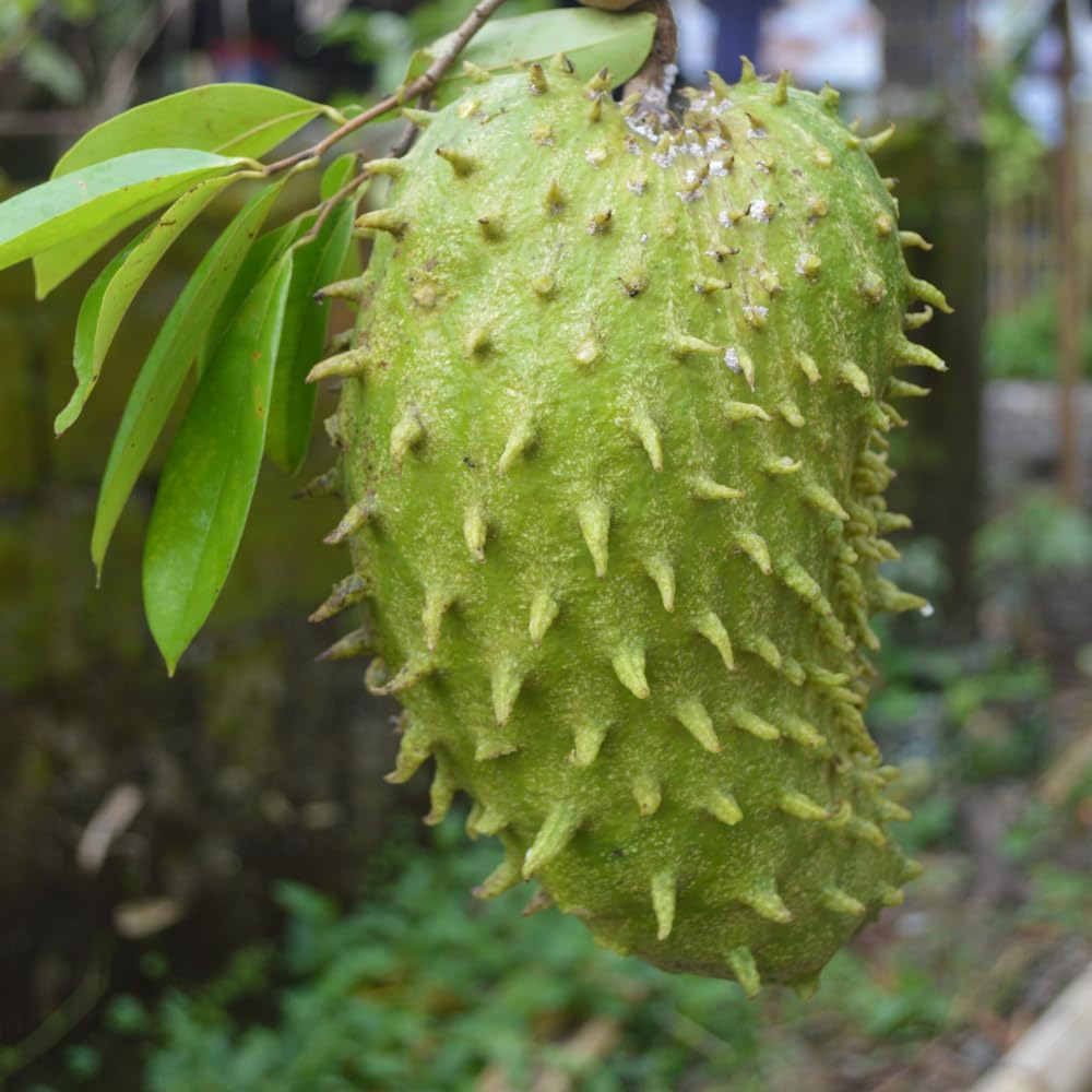 Soursop Tree, 3 Ft Tall Grafted Soursop Tree Live Plant in 3 Gallon Pot, Tropical Guanabana Trees