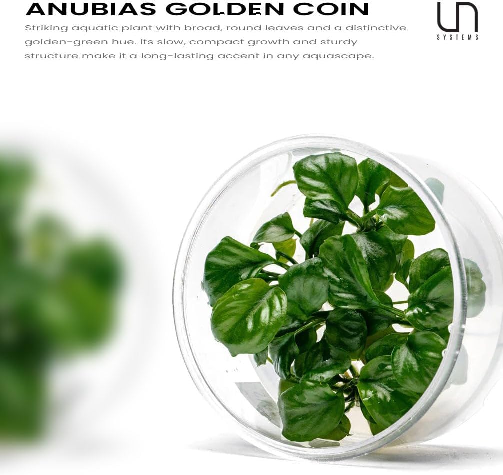 UNS Snail Free TC Anubias Golden Coin (Anubias sp.) – Low Light, Bright Green Color, Foreground to