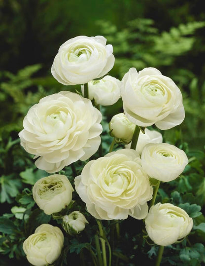 White Ranunculus Bulbs for Planting, Beautiful Long Lasting Flowers (20 Bulbs)