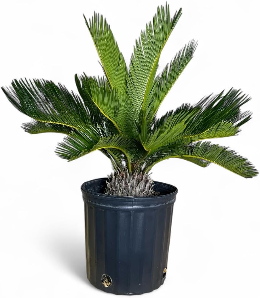 Cycad Revoluta Palm, Live Indoor Outdoor Plant, 10-inch Grower Pot, Yellow Green, 28 Inches Tall