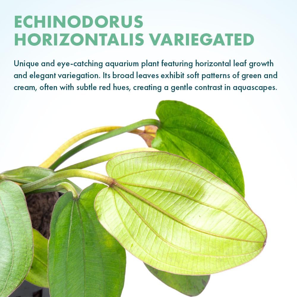 SubstrateSource Live Plants - Echinodorus ‘Horizontalis Variegated’ - Moderate to High Light, Green
