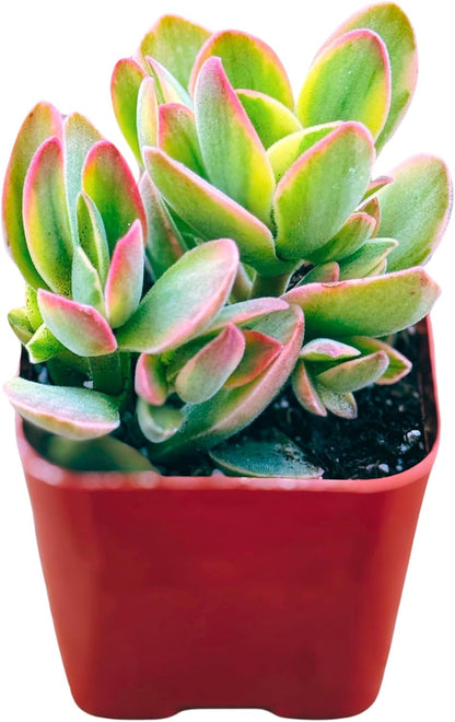 Succulents Plants Live 2inch Live Mini Succulent Plants, Easy Care House Plants Rooted in Succulent