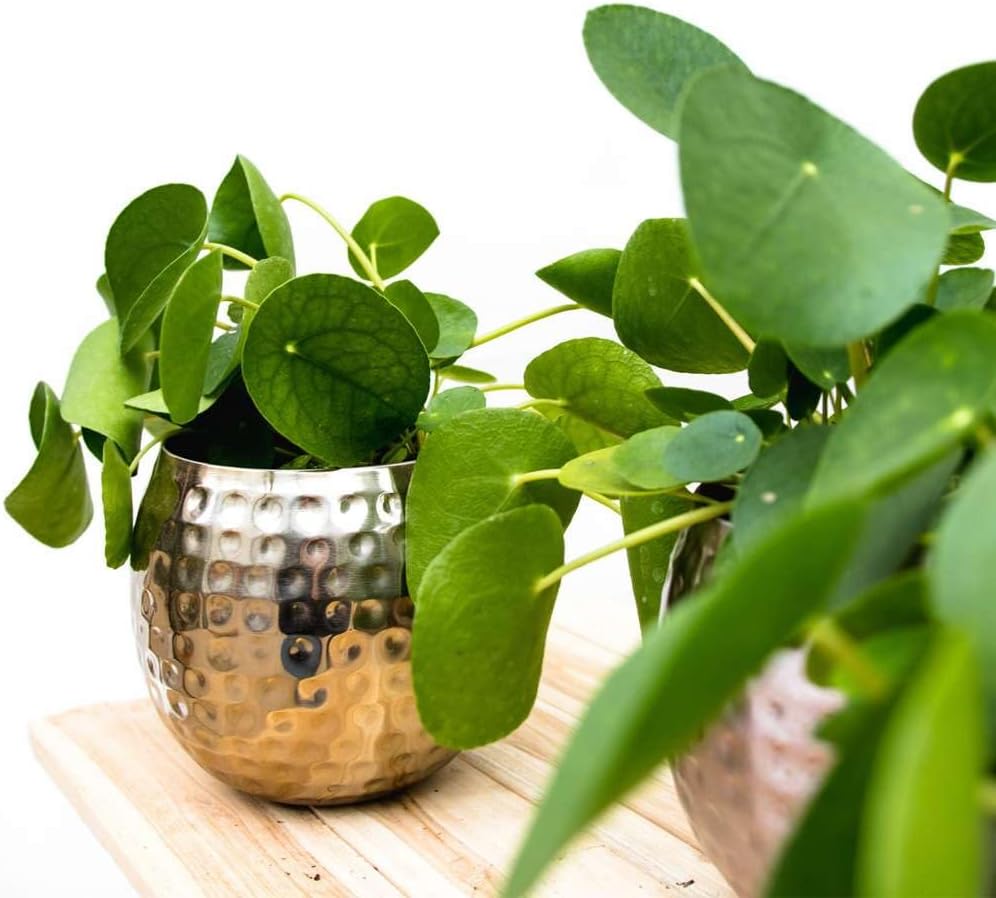 Pilea Peperomioides 'Chinese Money' Live Plant for Indoor | Different Houseplants in 4'' & 6'' Pot