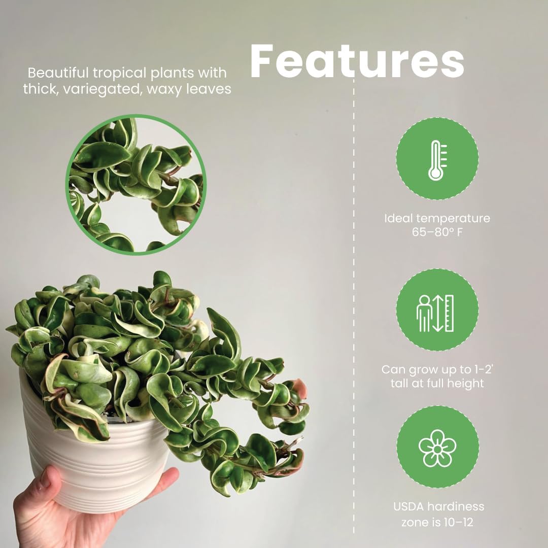 American Plant Exchange Assorted Hoya Plants – 4-Inch Pots, Pack of 3 – Live Flowering Wax Vines