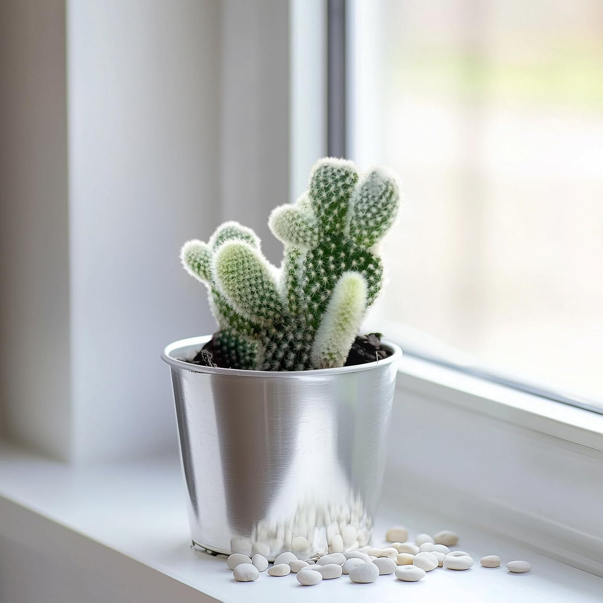 2" Live Succulent 'Bunny Ear Cactus', Rare Succulent Plants Fully Rooted in Pots, Unique House