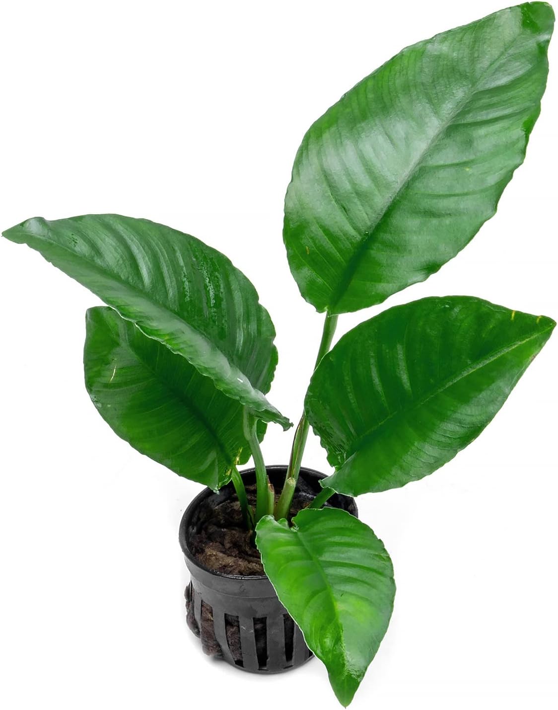 SubstrateSource Anubias Live Aquarium Plants - Potted Freshwater Plant for Fish Tanks, Terrariums