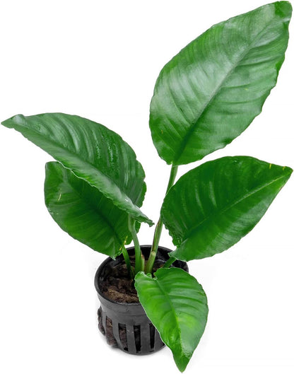 SubstrateSource Anubias Live Aquarium Plants - Potted Freshwater Plant for Fish Tanks, Terrariums