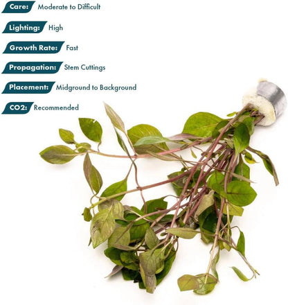 SubstrateSource Live Plant - Rotala Mexicana - Moderate Care, High Light, Bright Green Accent