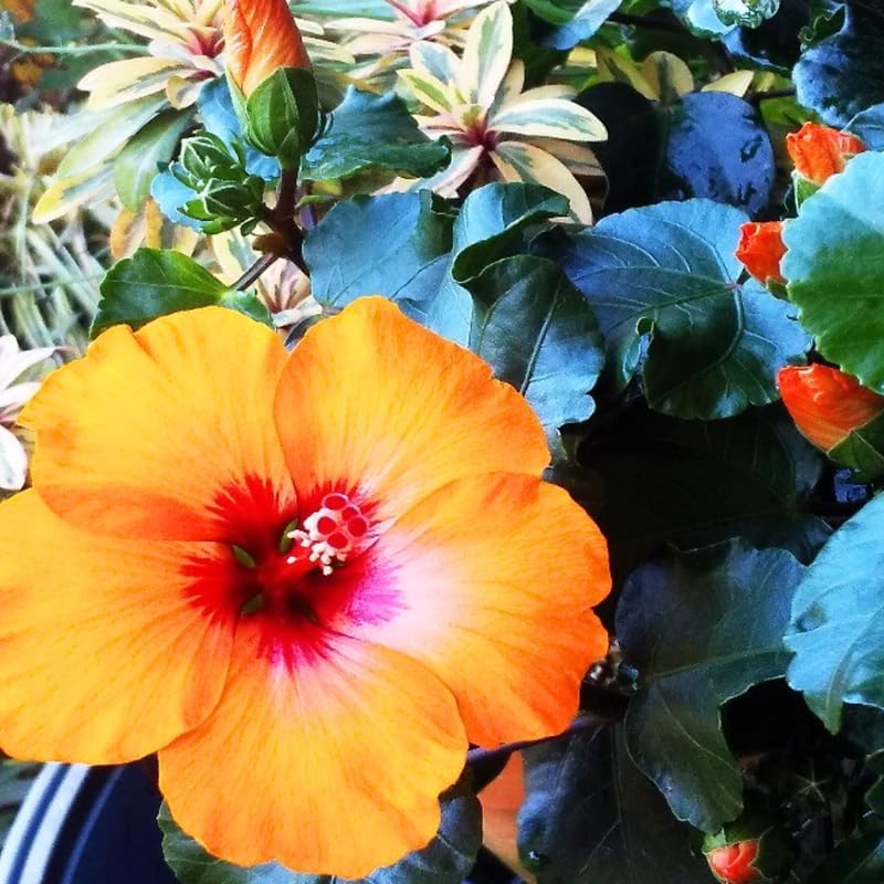 Sunset Hibiscus Plant Live, Hardy Hibiscus Flowers Colorful Blooms for Outdoor Landscapes, 8-10