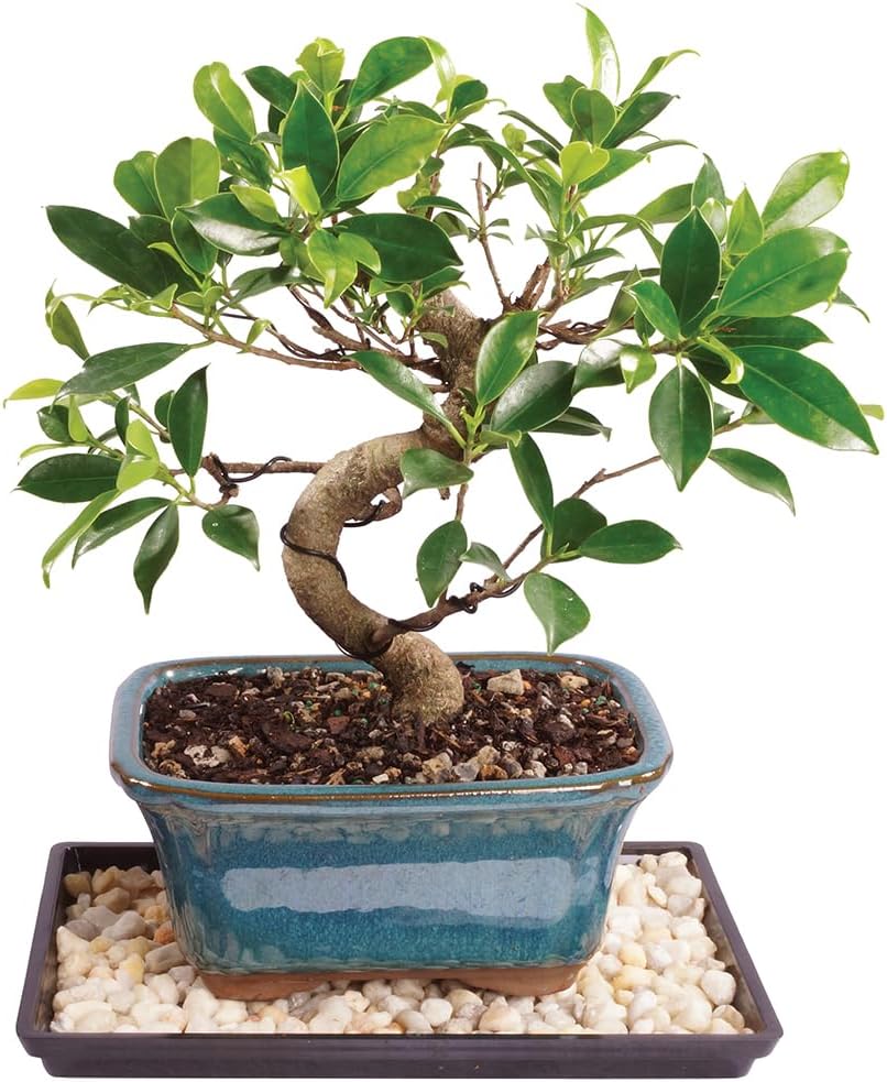 Brussel's Bonsai Live Golden Gate Ficus Indoor Bonsai Tree - Small, 4 Years Old, 5 to 8 In - Live