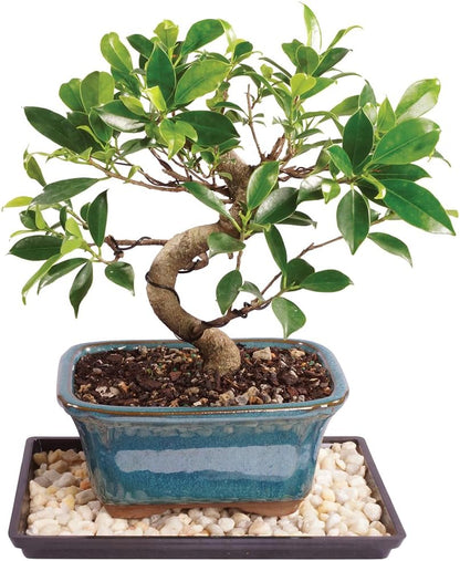 Brussel's Bonsai Live Golden Gate Ficus Indoor Bonsai Tree - Small, 4 Years Old, 5 to 8 In - Live