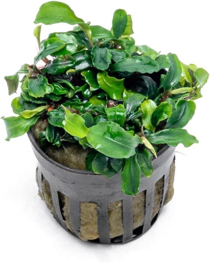 SubstrateSource Bucephalandra Green Wavy Potted Live Aquarium Plant - Natural Freshwater Fish Tank