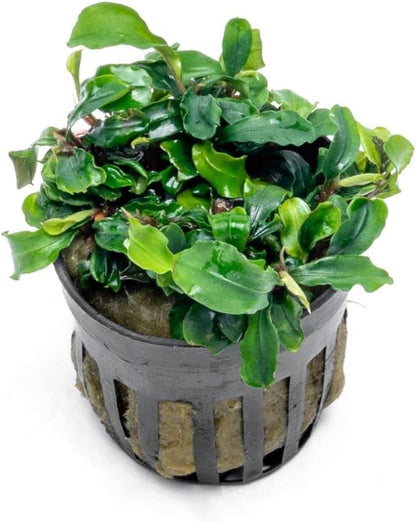 SubstrateSource Bucephalandra Green Wavy Potted Live Aquarium Plant - Natural Freshwater Fish Tank