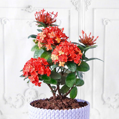 Gardenera Ixora Plant Potting Mix - Unlock Robust Growth and Stunning Flowers with Our