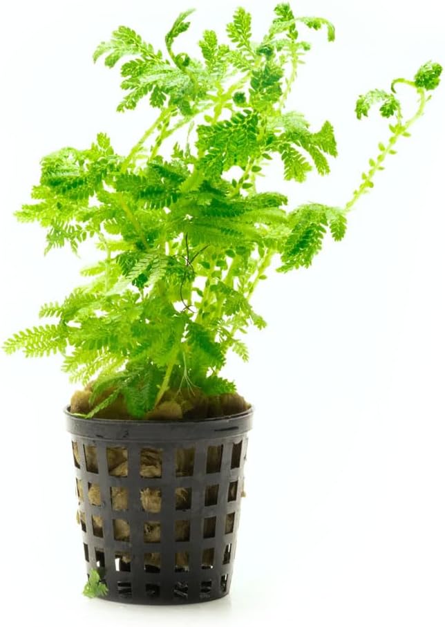 SubstrateSource Live Plants - Selaginella Siamensis (Selaginella siamensis) - Low to Medium Light