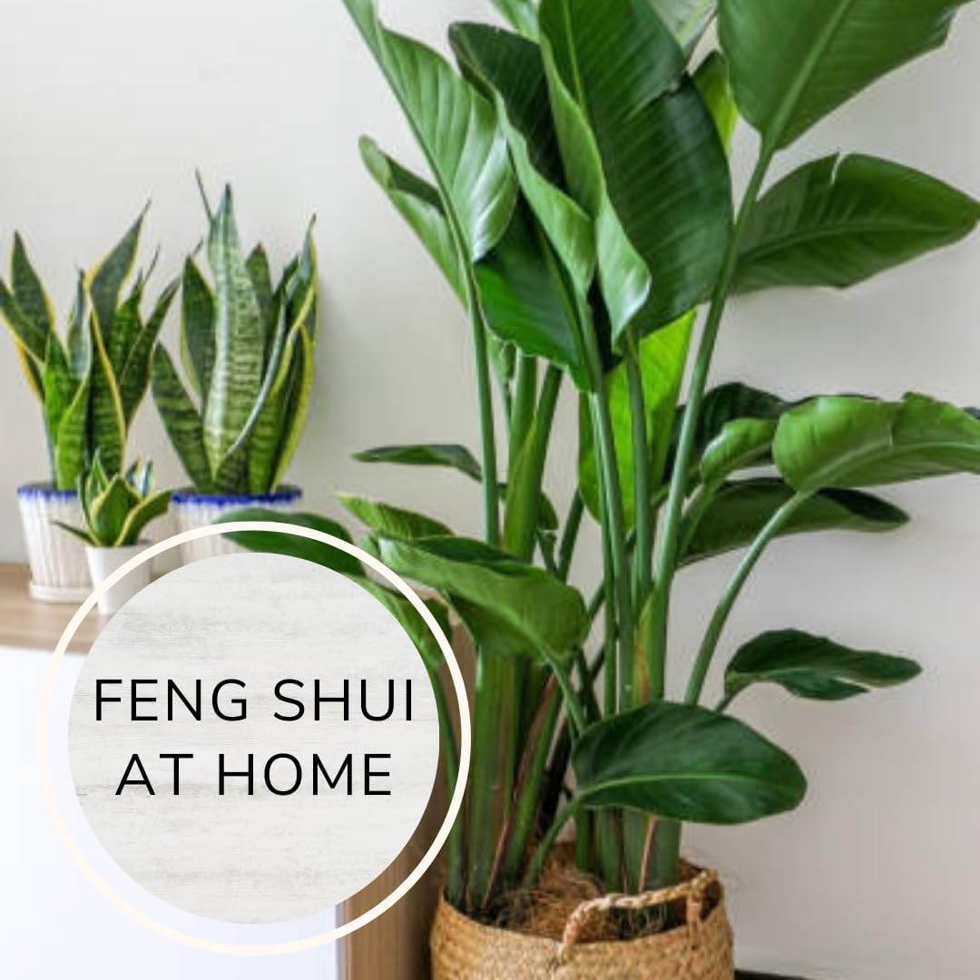 Bird of Paradise Plants Live (4-Pack), Strelitzia Plants with Perennial White Flowers