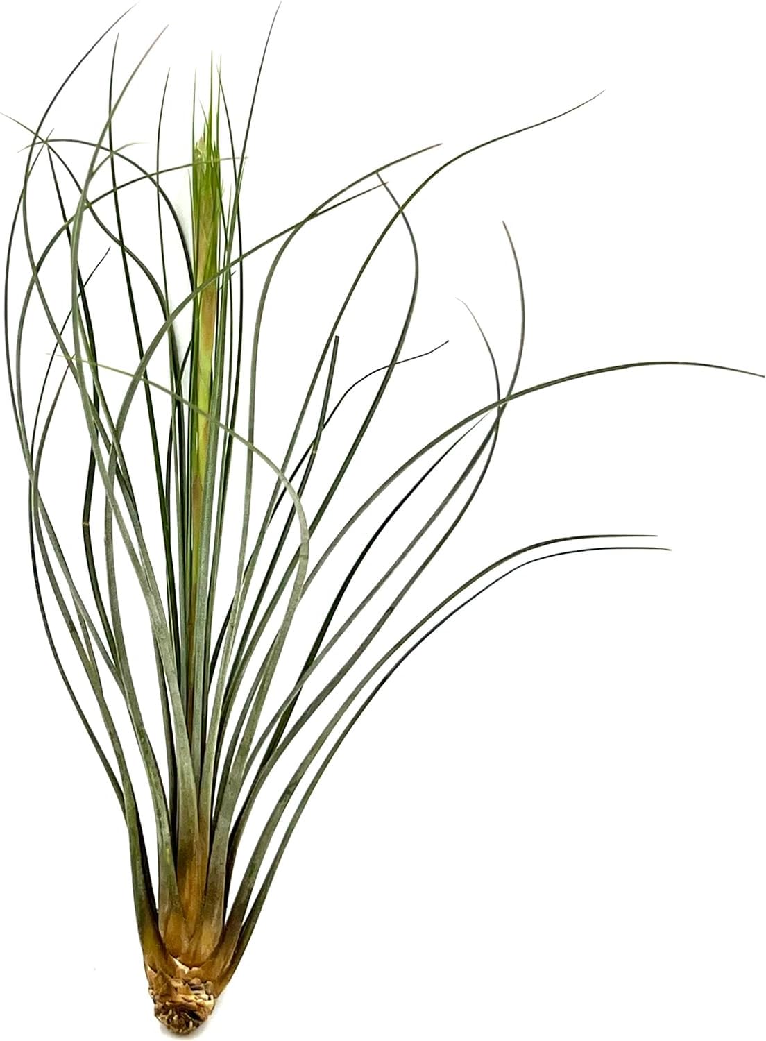 ragnaroc Air Plants - Tillandsia Juncea, Jumbo 8-12" - 3ct - Live Arrival Guaranteed - House Plants