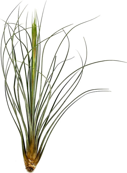 ragnaroc Air Plants - Tillandsia Juncea, Jumbo 8-12" - 3ct - Live Arrival Guaranteed - House Plants