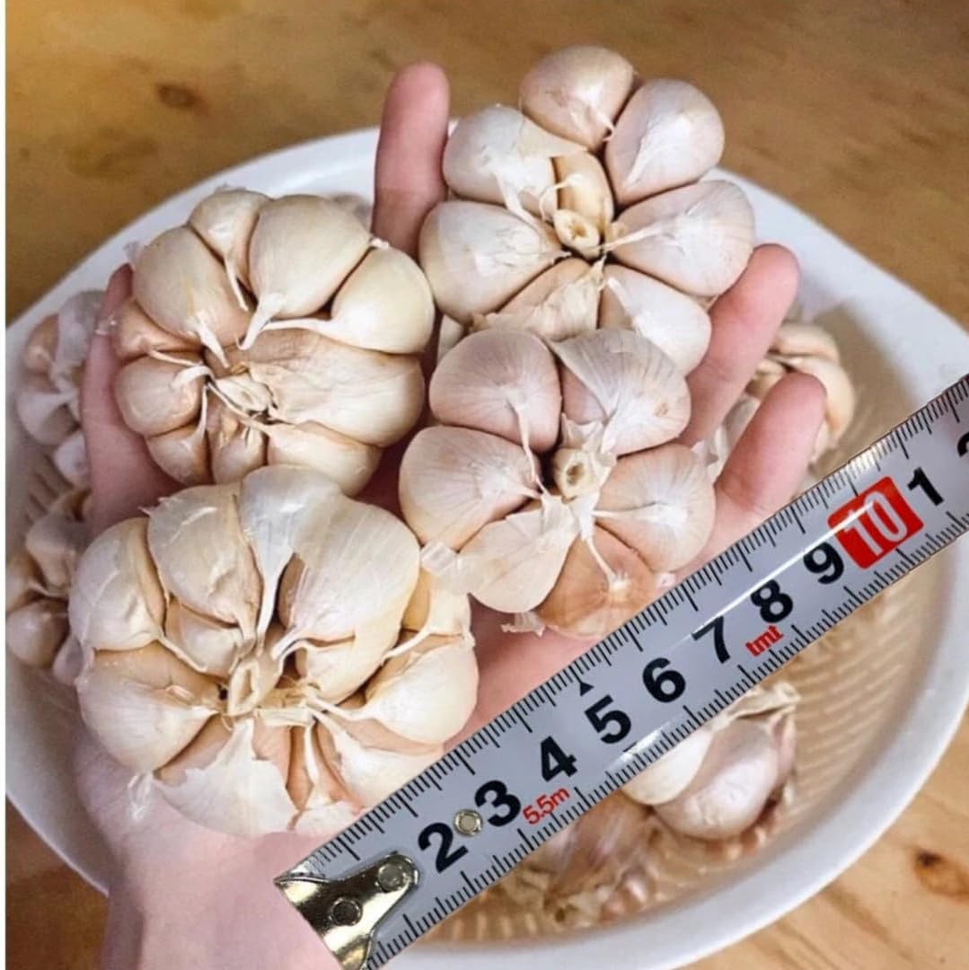 1 Pound Garlic for Planting in Fall Hardneck Softneck, 8-10 Top Size Garlic Bulbs for Planting