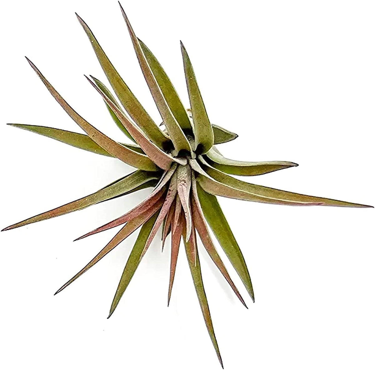 ragnaroc Air Plants - Tillandsia Brachycaulos Abdita, Large 4-6" - 2 ct - Live Arrival Guaranteed