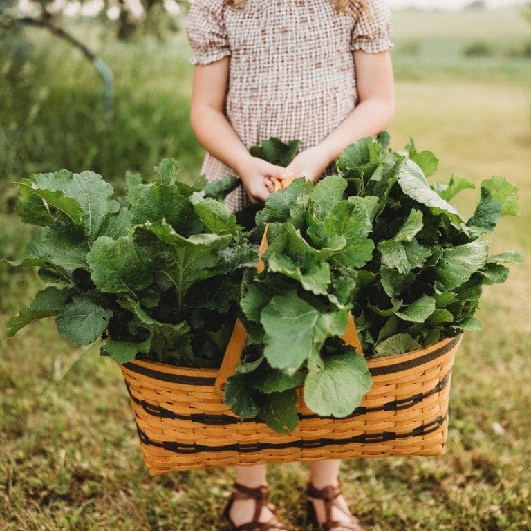 Seven Top Turnip Greens - 250 Seeds - Fast-Growing, Cold Tolerant Green, Great for Braising &