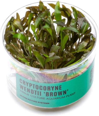 Ultum Nature Systems Cryptocoryne Wendtii Brown Tissue Culture Live Plant for Aquarium, Aquascape