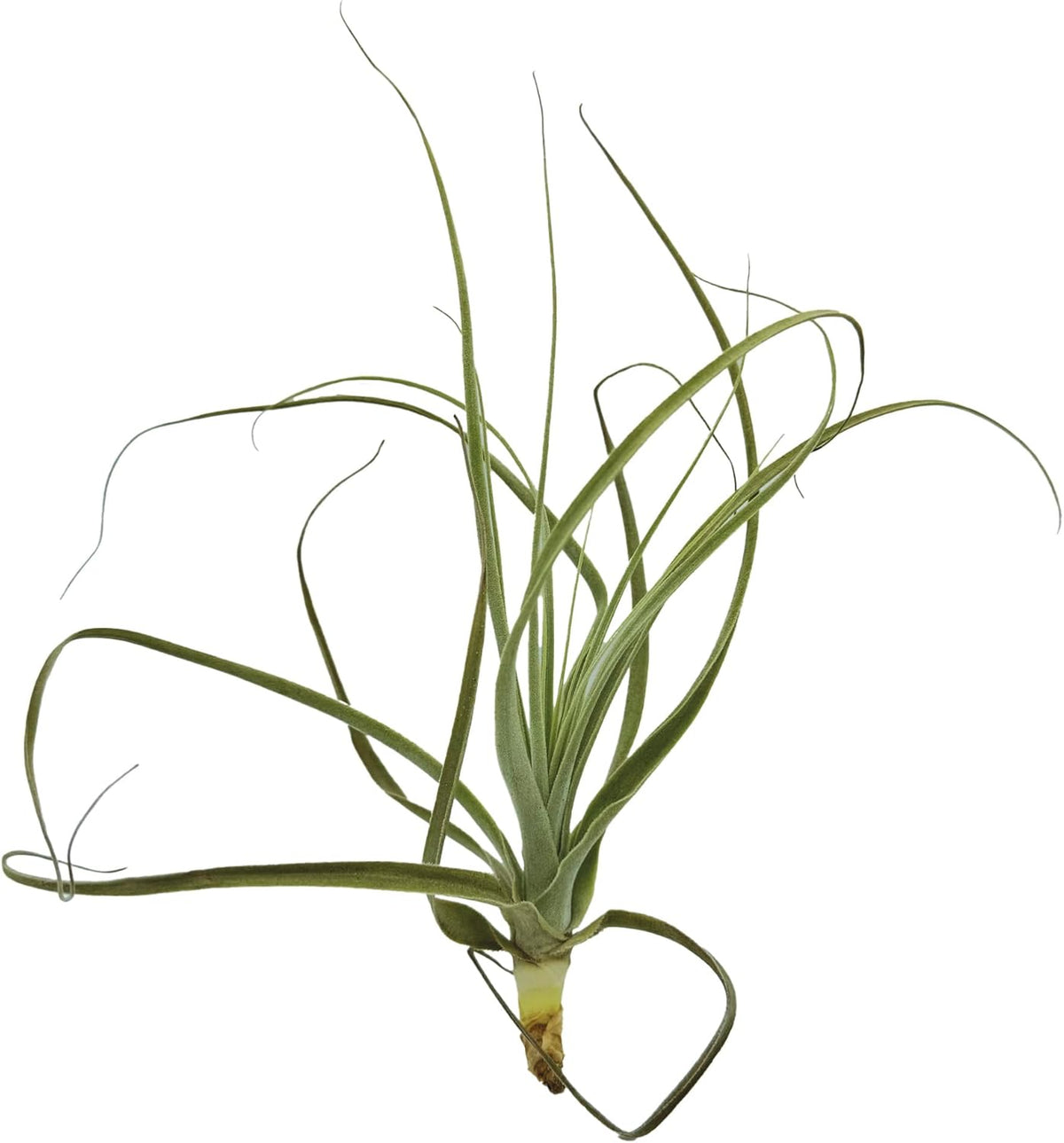 ragnaroc Air Plants - Tillandsia Straminea Jumbo 6-9" - 3ct - Live Arrival Guaranteed - House
