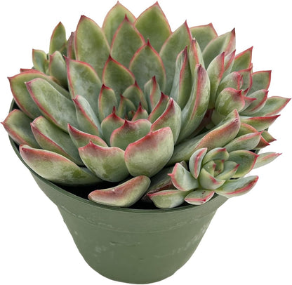 Live Succulent Plants Echeveria 'Pulidonis', Easy Care Potted Succulents, Approx 4" D x 4" H
