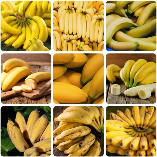 Truly Tiny Banana Plant Live, 4-6" Tall Well-Rooted for Indoor Tropical Displays, Cold Hardy Banana