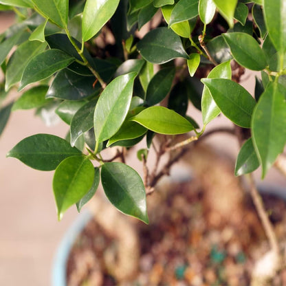 Brussel's Bonsai Live Golden Gate Ficus Grove Indoor Bonsai Tree-7 Years Old 10" to 14" Tall with