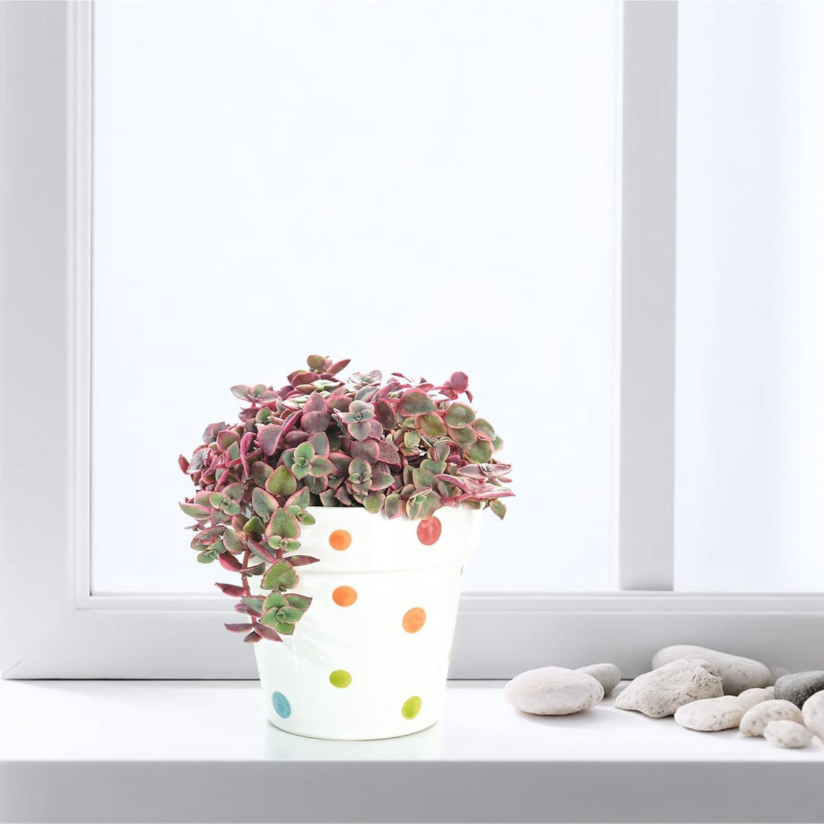 Live Succulents 'Crassula pellucida SSP' (4-inch), Succulent Plants Fully Rooted in Pots with Soil