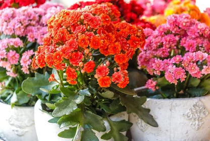 Gardenera Kalanchoe Plant Premium Potting Mix - 20 Quart - Optimize Growth with Natural Ingredients