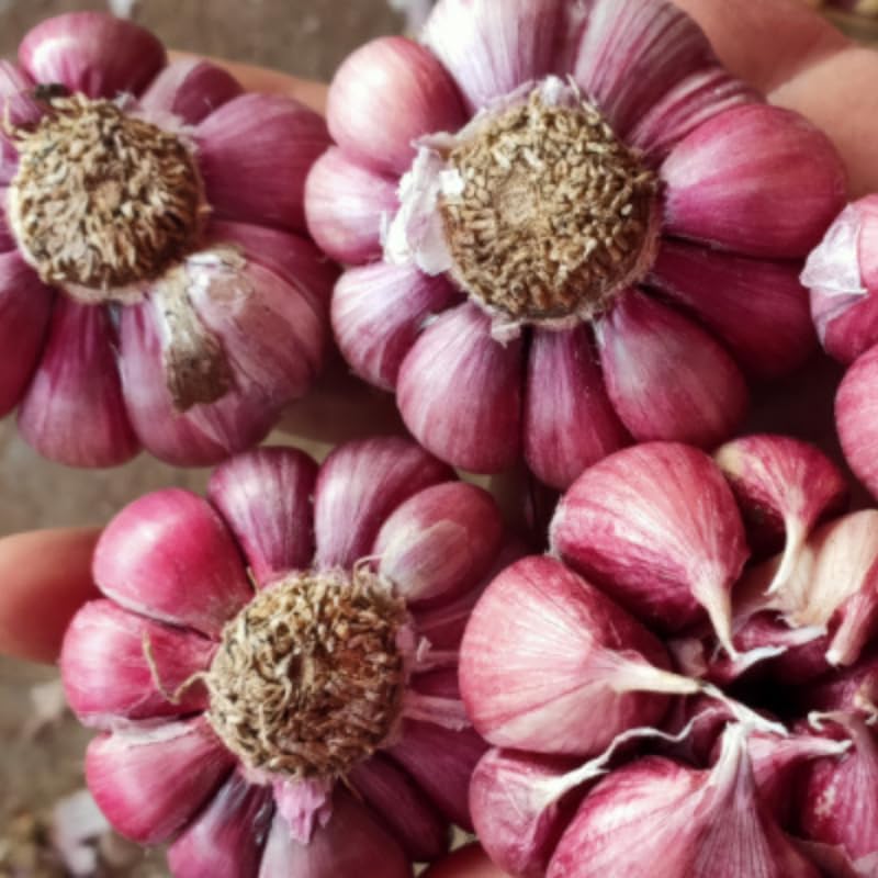 1 Pound Garlic for Planting in Fall Hardneck, 8-10 Chesnok Red Garlic Bulbs for Planting, Fresh and