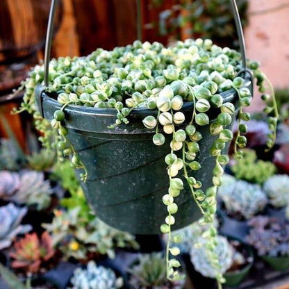 Variegated String of Pearls Plant Live, Trailing Succulent Vine, Rare Live Indoor Plant in Pot