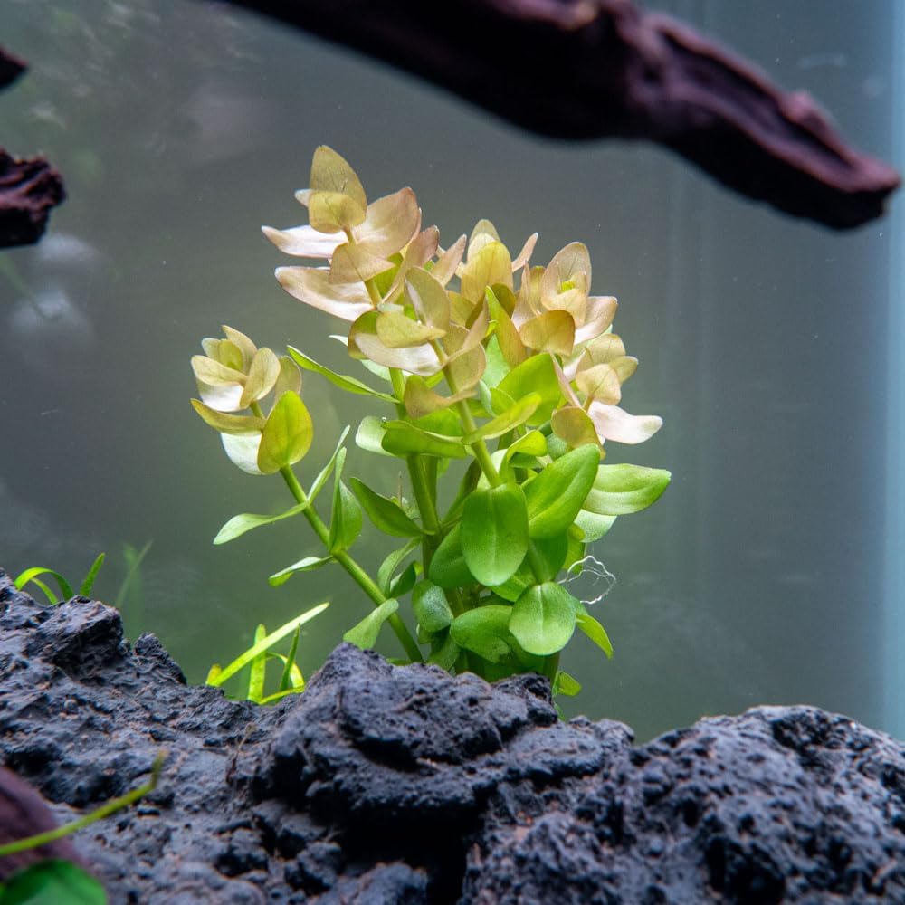 SubstrateSource Live Aquarium Red Stem Plants - Freshwater Aquatic Plant for Fish Tanks