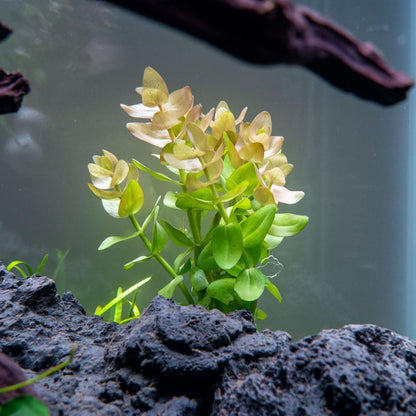 SubstrateSource Live Aquarium Red Stem Plants - Freshwater Aquatic Plant for Fish Tanks
