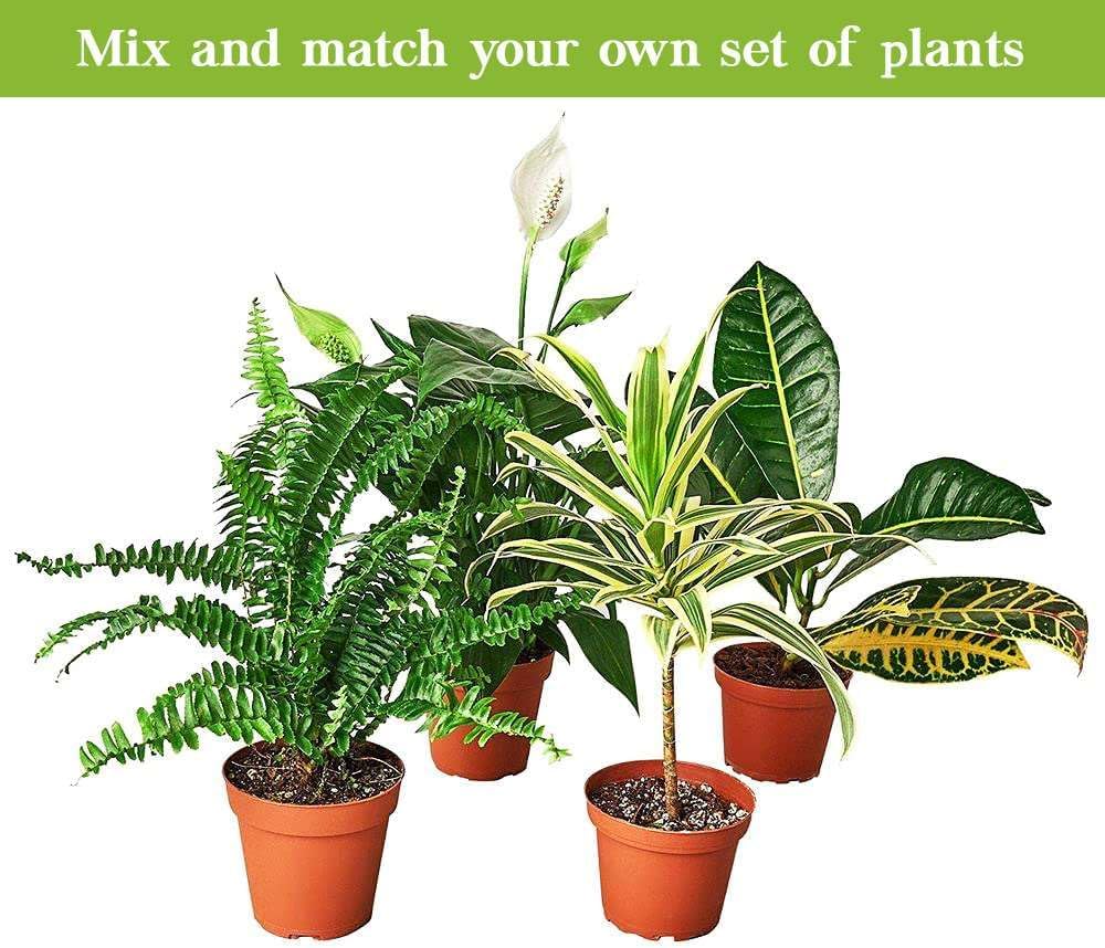 Snake Plant Laurentii Live Plant for Indoor | Different Houseplants in 3'' Pot | Real House Plant
