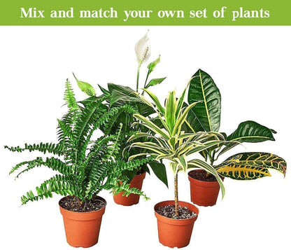 Snake Plant Laurentii Live Plant for Indoor | Different Houseplants in 3'' Pot | Real House Plant