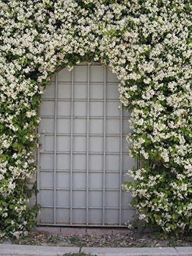 Jasmine Confederate Qty 30 Live Plants Fragrant Easy to Grow Vine Showy Blooms