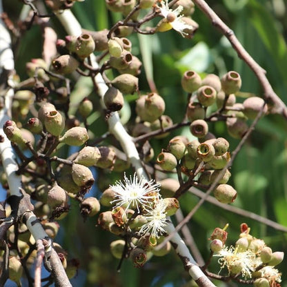 Lemon Eucalyptus (Corymbia citriodora) Live Plant - Fragrant Indoor/Outdoor Plant with Natural