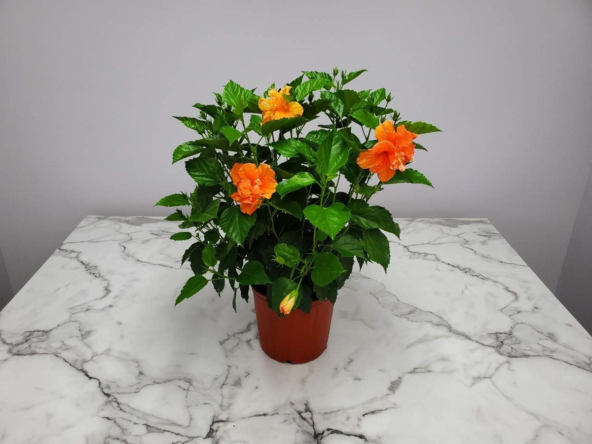 Hibiscus Bush - Double Peach Flowering Plant Live - Overall Height 26" to 28" - Tropical Plants of