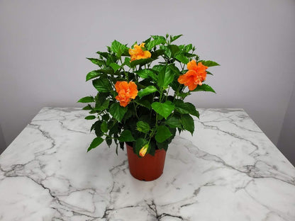 Hibiscus Bush - Double Peach Flowering Plant Live - Overall Height 26" to 28" - Tropical Plants of