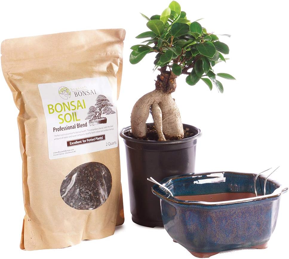 Brussel's Bonsai Live Ginseng Grafted Ficus Bonsai Tree Kit - Small Indoor Bonsai Ficus Tree