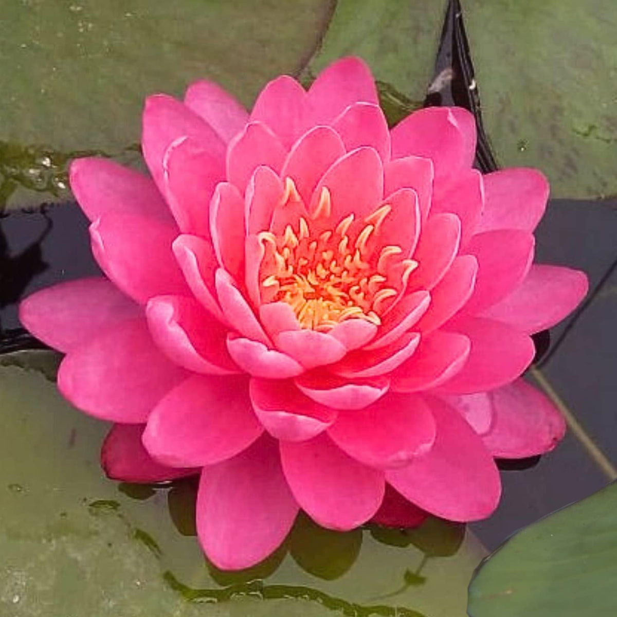 Mainam Mixed Colorful Hardy Water Lily Tuber Live Aquarium Plant for Freshwater Fish Pond Balcony