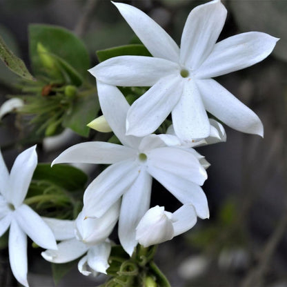 Jasmine Plant, Fragrant Jasmine Flower Vine 4-8 Inches Well Rooted for Container, Hanging Basket