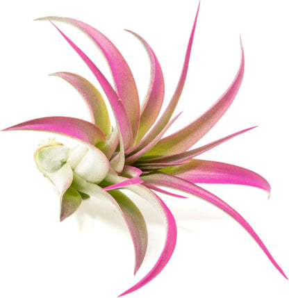 Fuchsia Colorful Tillandsia Air Plants - Long Lasting Color Enhanced Live Tillandsia Succulent